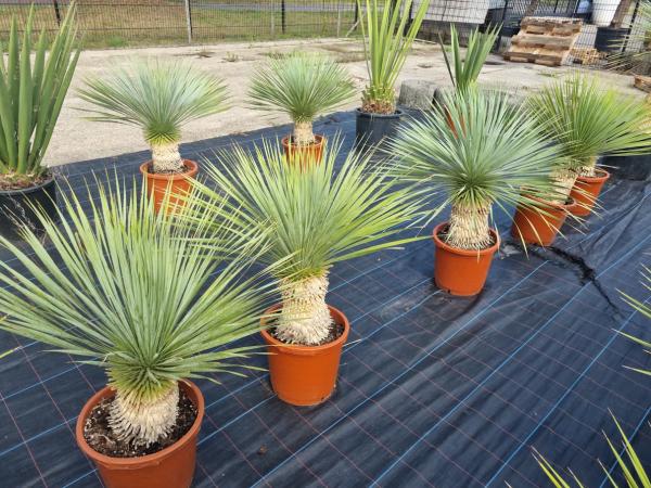 Yucca Rostrata 95 cm -  genau diesen im Bild - Nr.16
